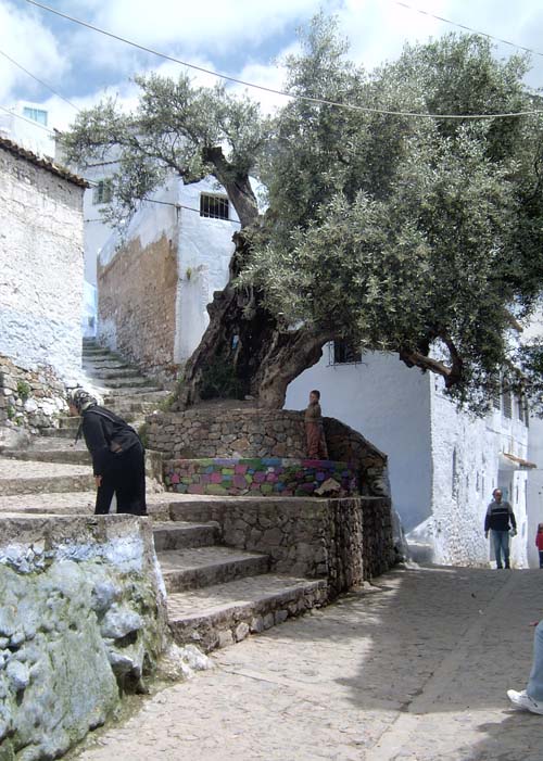 Olivo centenario de la Plaza Zaituna.